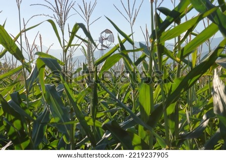 A wind will, powered by the wind, can be seen far off in the distance between corn stock. 
