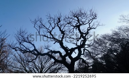 Tree Branches Sky Peace Landscape