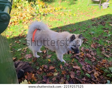 A fluffy dog standing on a leaf filled lawn on an autumn day.