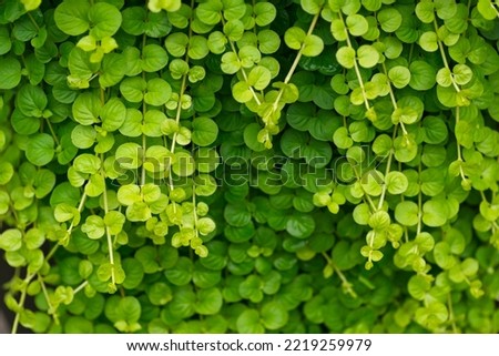     Creeping jenny vines, green and fresh background            Royalty-Free Stock Photo #2219259979