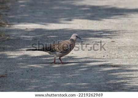 Wildlife bird species of spotted dove (Spilopelia chinensis). Spotted dove bird searching for food on the ground.