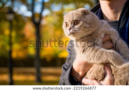 A man in a coat holds a cream-colored Scottish Fold cat in his arms in autumn park. Beautiful pet. Domestic cat.