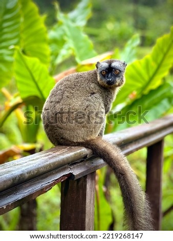 Wonderful Madagascar lemur, also called Eulemur Fulvus Fulvus. the picture was taken at park vakona.