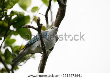 Blue-gray Tanager (Thraupis episcopus) perched on an orange tree branch