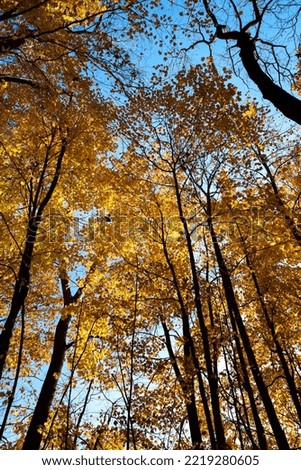 A graphic view of trees in autumn splendor with a clear blue sky as a background.