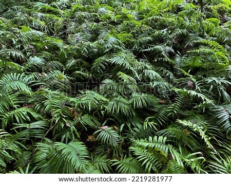 The fern leaves are beautifully arranged. Pattern
