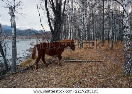  A horse stands on the bank of a mountain river in autumn. Altai Republic. Siberia.                       