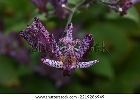 Tricyrtis formosana flowers. Liliaceae perennial plants. From September to November, the corymbs are attached to the tip of the stem and the flowers are borne upward.
