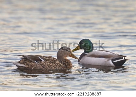 ducks on the lake 2021 in winter