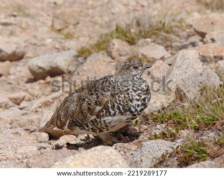 A wild Ptarmigan, a bird that relies on camouflage to remain invisible to predators. These birds are common in the Colorado high country. Royalty-Free Stock Photo #2219289177