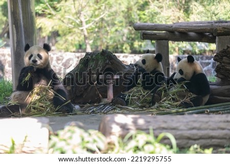 The lovely giant pandas in Chengdu, Sichuan, China are charming in their outdoor attitude
