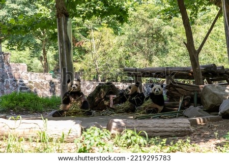 The lovely giant pandas in Chengdu, Sichuan, China are charming in their outdoor attitude