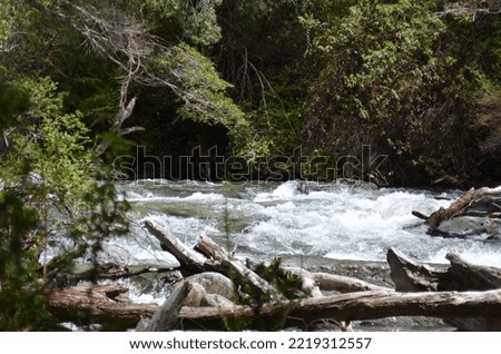 selective focus, Forest with Patagonian lakes, mountains and vegetation