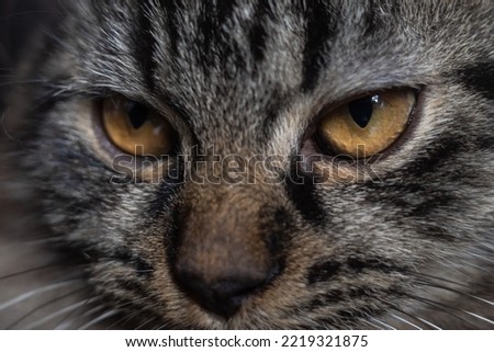 the sharp eyes of a cat