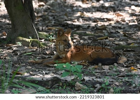 Wild Dog ,Cuon Alpinus, whistling dog,red dog,indian wild dog,at kanha tiger reserve mukki Balaghat MP India