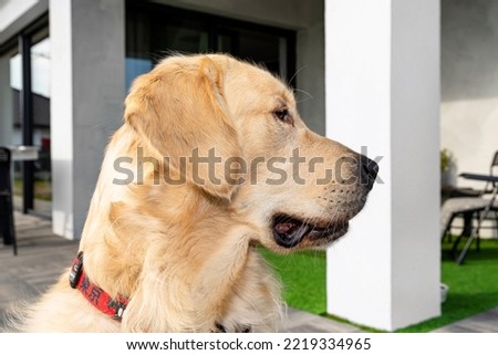Portrait of a young male Golden Retriever sitting on the front terrace.