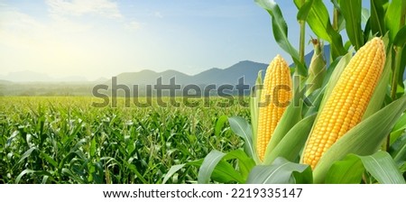 Corn cobs in corn plantation field. Royalty-Free Stock Photo #2219335147