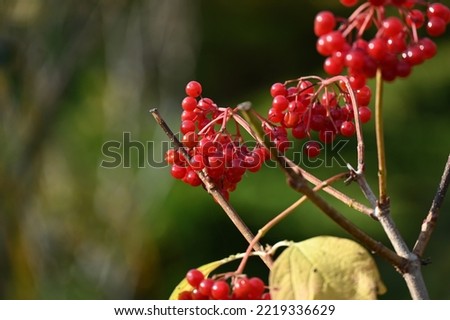 bright red snowberries on the bush after dropping their leaves