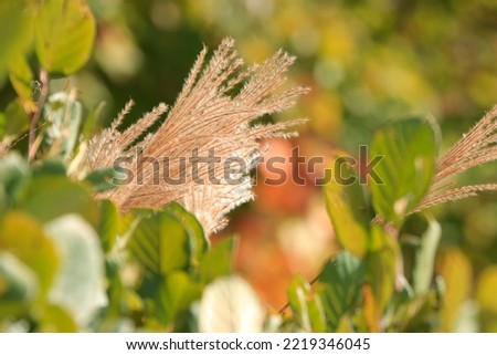 Beautiful closeup picture of weeds and plants with green leaves sunny autumn day attractive colorful background 