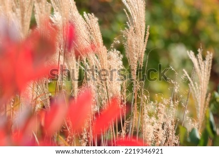Beautiful outdoor closeup picture of plants and weeds with red and green leaves sunny autumn afternoon attractive colorful background 