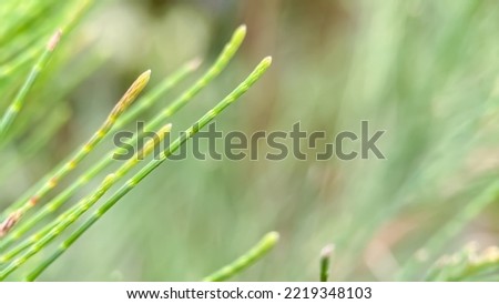 pine tree leaves in the garden when exposed to dew