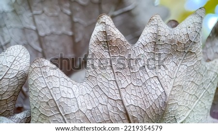 leaf motif when illuminated by the morning sun