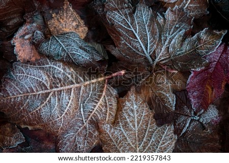 Autumn mood, autumn background. Fallen leaves covered with frost. The texture of the leaves. Beauty of nature.