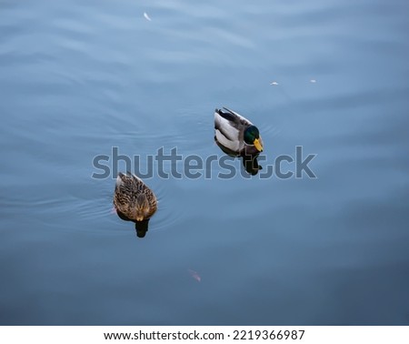 Ducks on the water surface