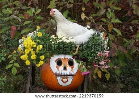 White Chicken And Funny Skull (Calavera de Azúcar) On The Big Pumpkin With Chrysanthemums As Festive Decoration For Day Of The Dead In The Autumn Garden. Día de Muertos Background.