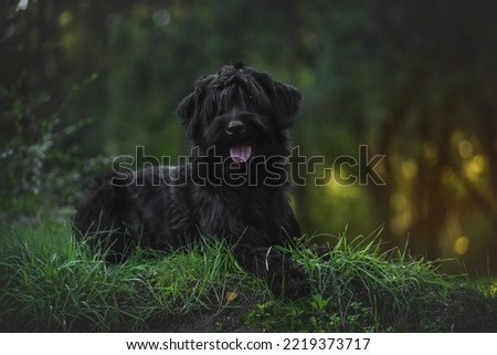 black terrier in the mountains in autumn park
