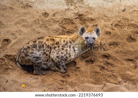 The hyena is Africa’s most common large carnivore. Hyena predator mammal of the national parks and nature reserves of south Africa. Close up of a spotted laying hyena (Crocuta crocuta),