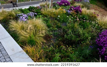 flowering asters in flower bed form a monoculture, a carpet of flowers. behind taller grass.  Royalty-Free Stock Photo #2219391627