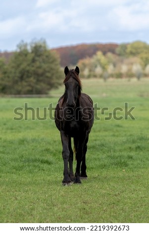 Friesian Yearling horse with beautiful soft light green grass and blue sky in the background