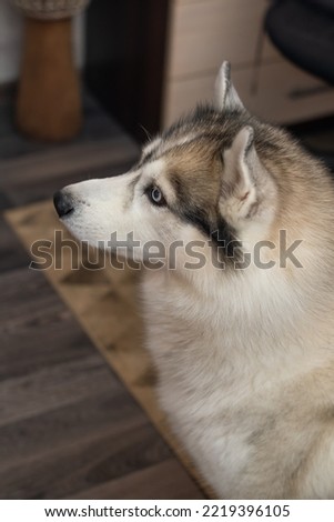 Husky dog in the room. Sad eyes of a dog