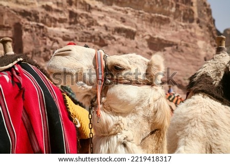 Petra, Jordan, November 2019 - A person riding a horse