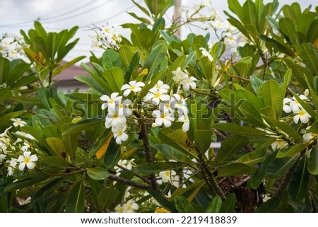 White Frangipani flower Plumeria alba with green leaves