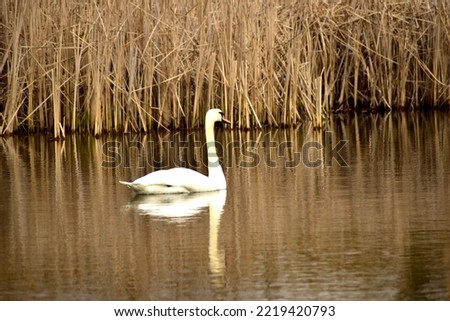 The picture shows a white swan floating on the lake. The reflection of the bird is visible on the surface of the lake.