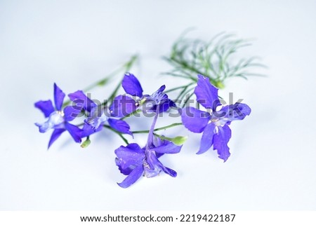 In the picture, several stems of blue flowers, bluebells, lie on white. Drawing for a holiday postcard.