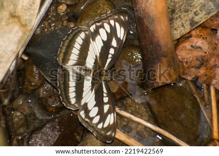 Beautiful white spotted  butterfly drinking water on the ground. Athyma opalina, the Himalayan sergeant. Butterfly puddle. Spring season Royalty-Free Stock Photo #2219422569
