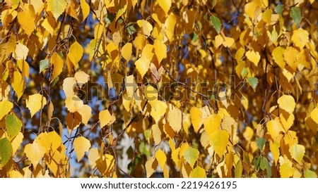 Yellow autumn birch tree leaves bottom up view background