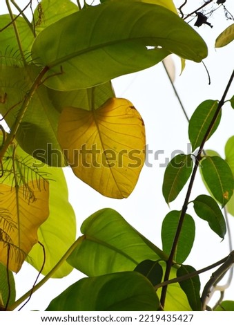 Beautiful View of tropical leaves 