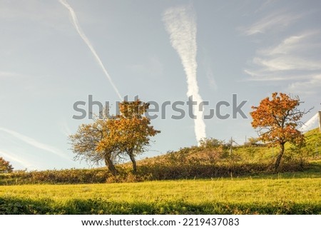 Green meadow on a sunny day in autumn.Colorful trees in background. High quality photo