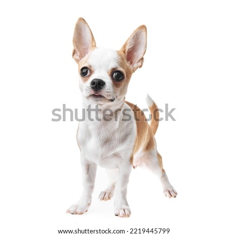 Beautiful and cute white and brown mexican chihuahua dog over isolated background. Studio shoot of purebreed miniature chihuahua puppy.