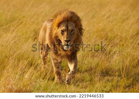 Beautiful and huge male lion (Panthera leo), a real king, walking majestically in the wild African bush.