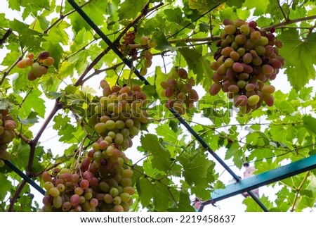Ripe grapes grow on bushes. Bunch of grapes before harvest.