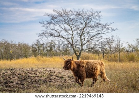 Brown Scottish Highland cattle in a pasture on the Cosim peninsula at Achtwasser (Usedom Island)