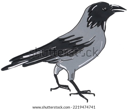 illustrated jpg of crow isolated