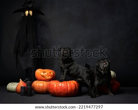 two dogs with pumpkins. black pugs, Halloween decor. Festive pet on a black against the backdrop of a witch