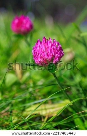 Herb Red Clover (Trifolium pratense), wild flower with many benefits for women's health, close-up, vertical