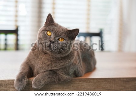 A fat Blue British Shorthair cat is resting on a wooden table.  Royalty-Free Stock Photo #2219486019